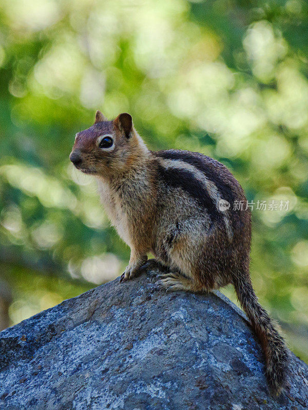 坐在岩石上的金披风地松鼠(Callospermophilus lateral)。